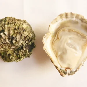 Fal Native Oysters