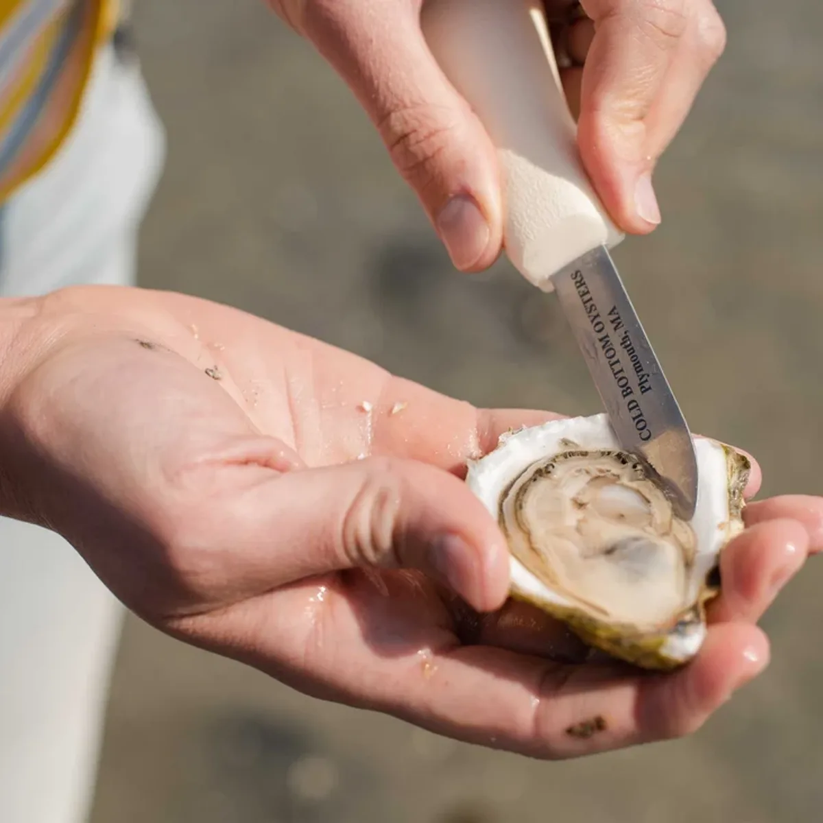 Cold Bottom oyster shucked with branded knife — plump meat, Plymouth CCB42MA