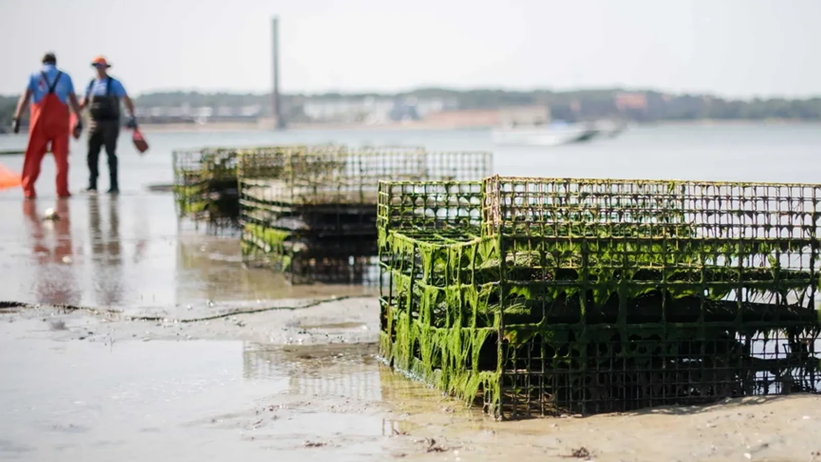 Wire oyster trays on sandy Plymouth mudflat at low tide — Cold Bottom hybrid culture