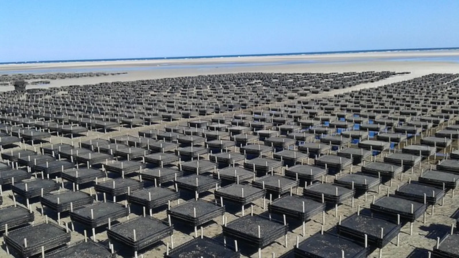 Quivet Neck Beach oyster rows at low tide — Crowe's Pasture grant, Dennis, Cape Cod Bay