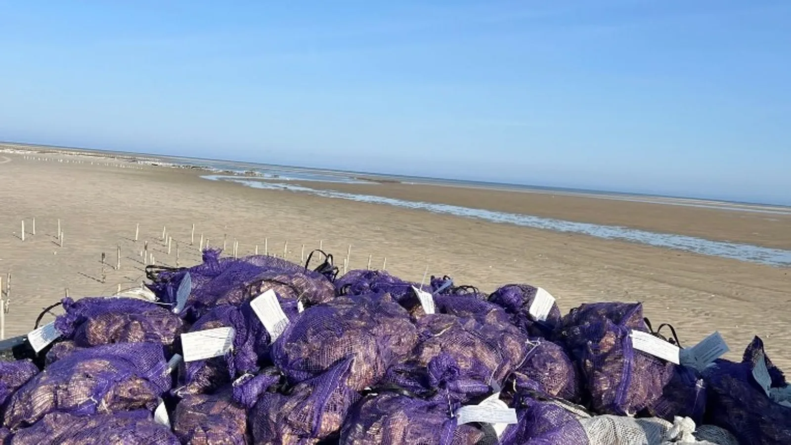 Mesh bags of Crowe's Pasture oysters in a truck on the Dennis tidal flat at harvest