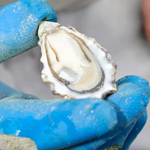 Lucky Penny Oysters