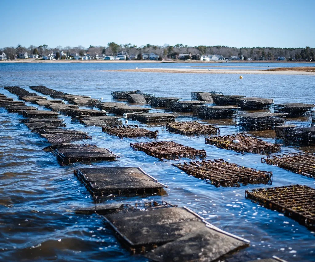 Edgewater Oyster floating cages on the Wareham River lease, Wareham, Massachusetts